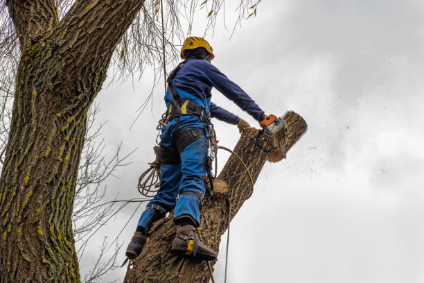 Best Palm Tree Trimming  in Wimauma, FL